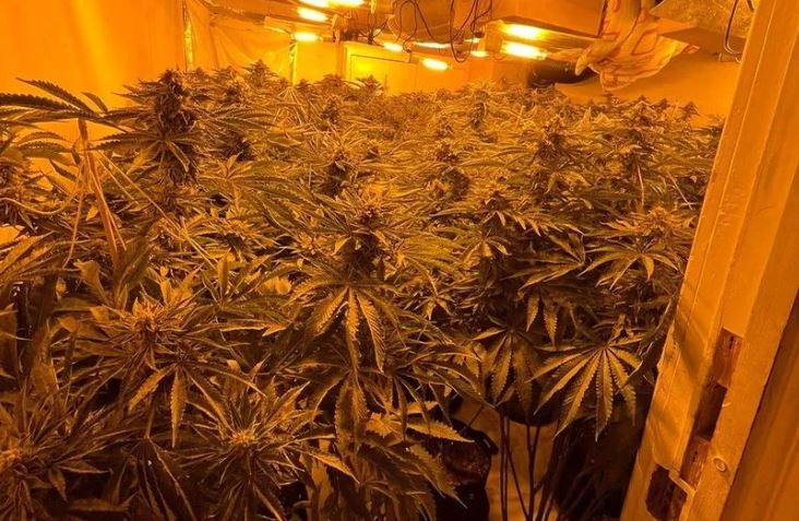 Photograph showing a cannabis factory