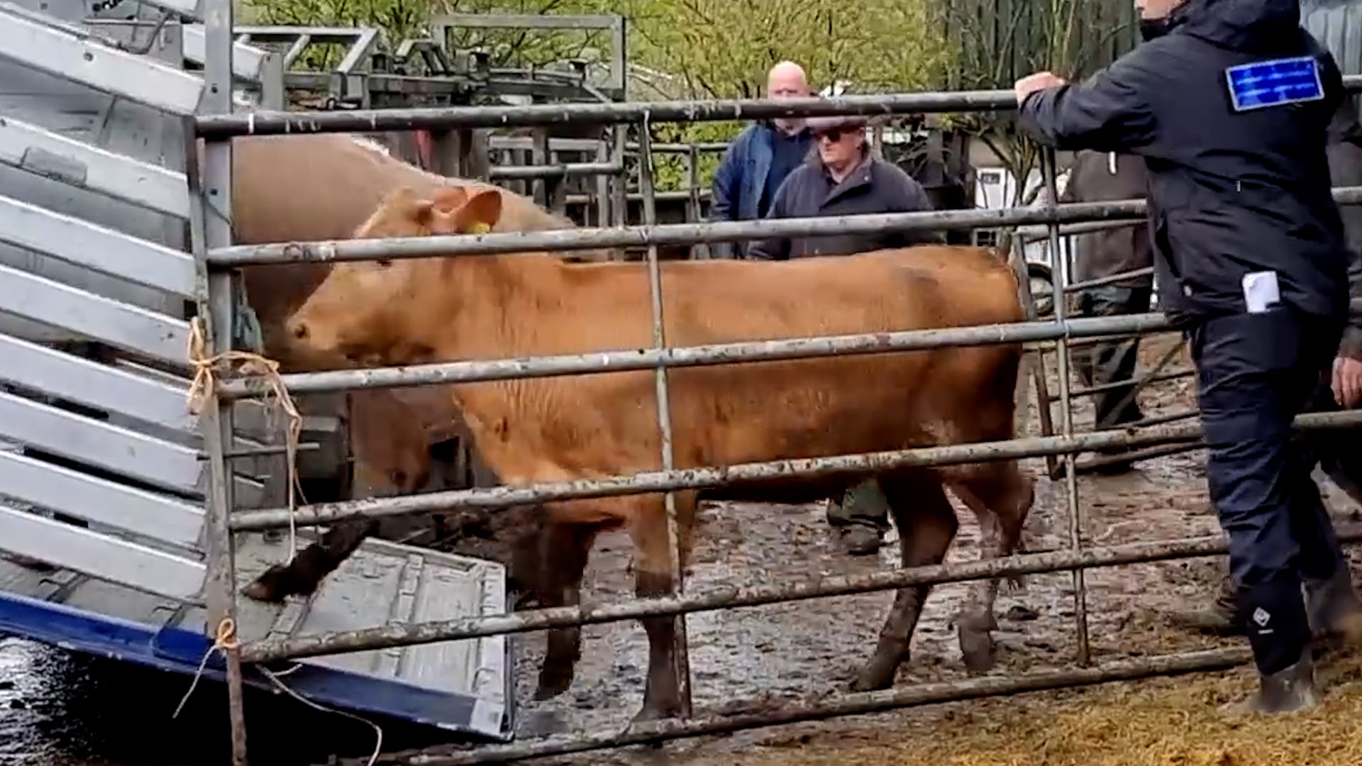 Five men sentenced for Anglesey cattle theft