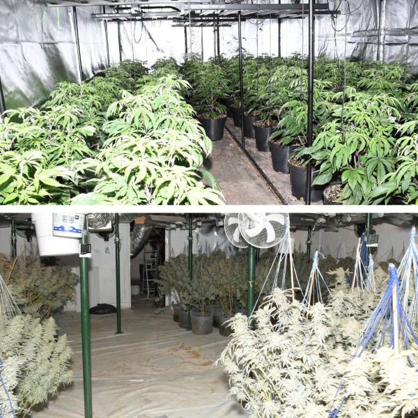 Cannabis cultivations discovered in Wrexham