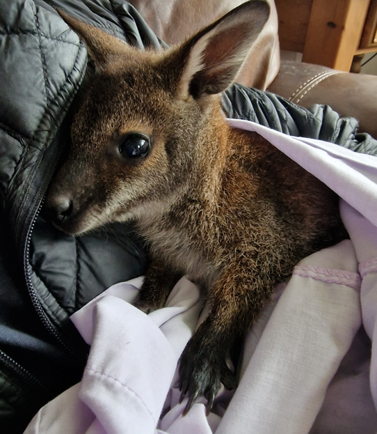 Walter the wallaby
